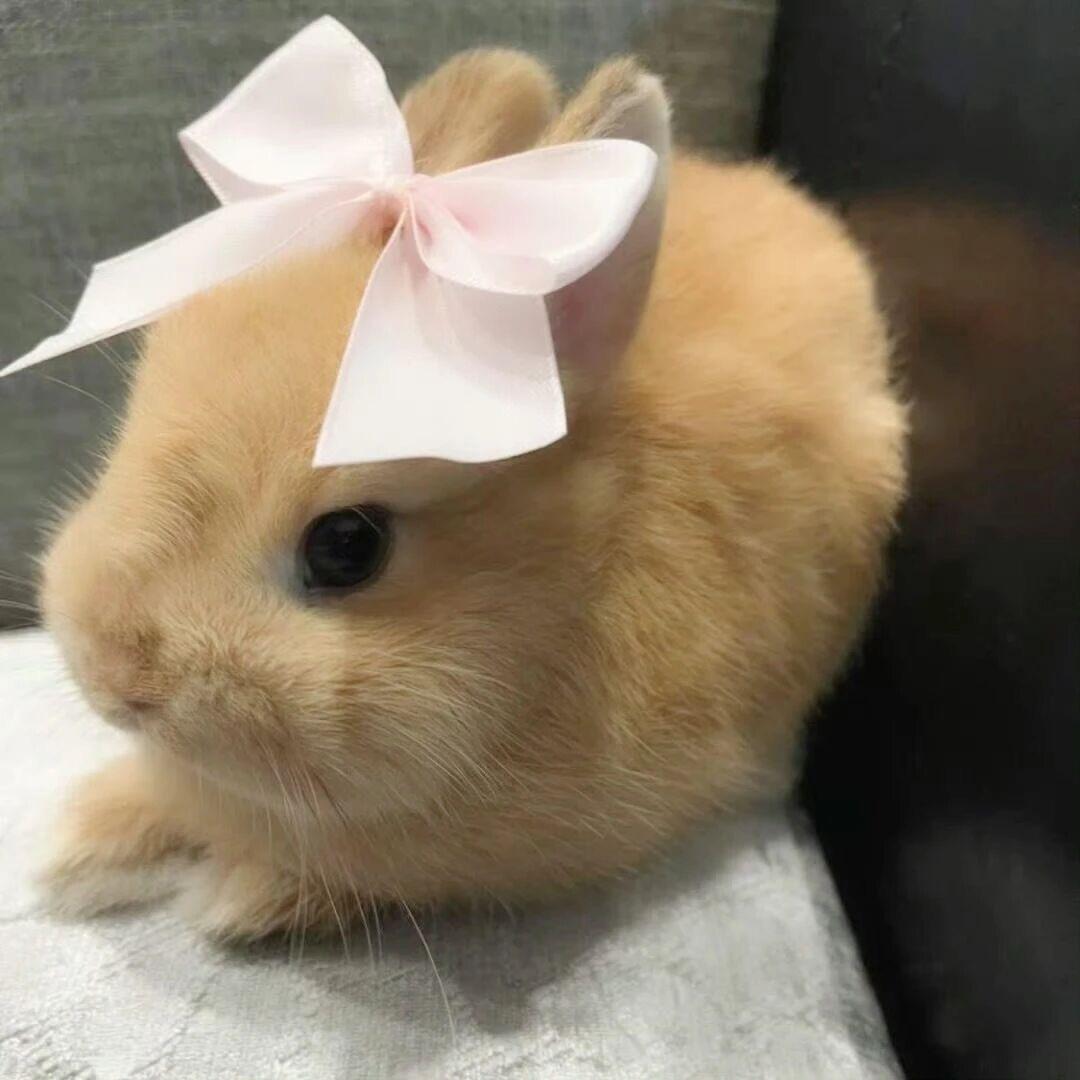 竹林堂