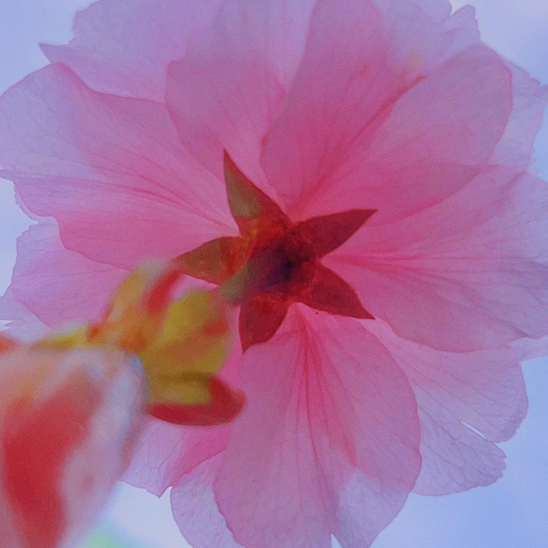 小鹿姐姐爱挑战