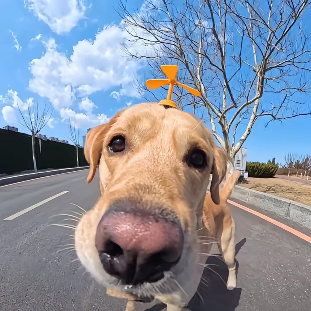 ☼小羊要减肥☼