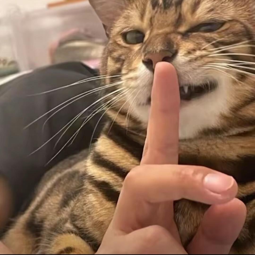 喵喵喵