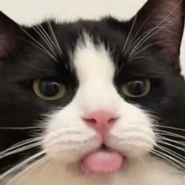 一条小猪猪吖🍧