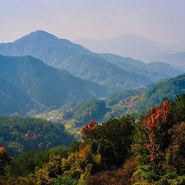 大山里的山货（大号）