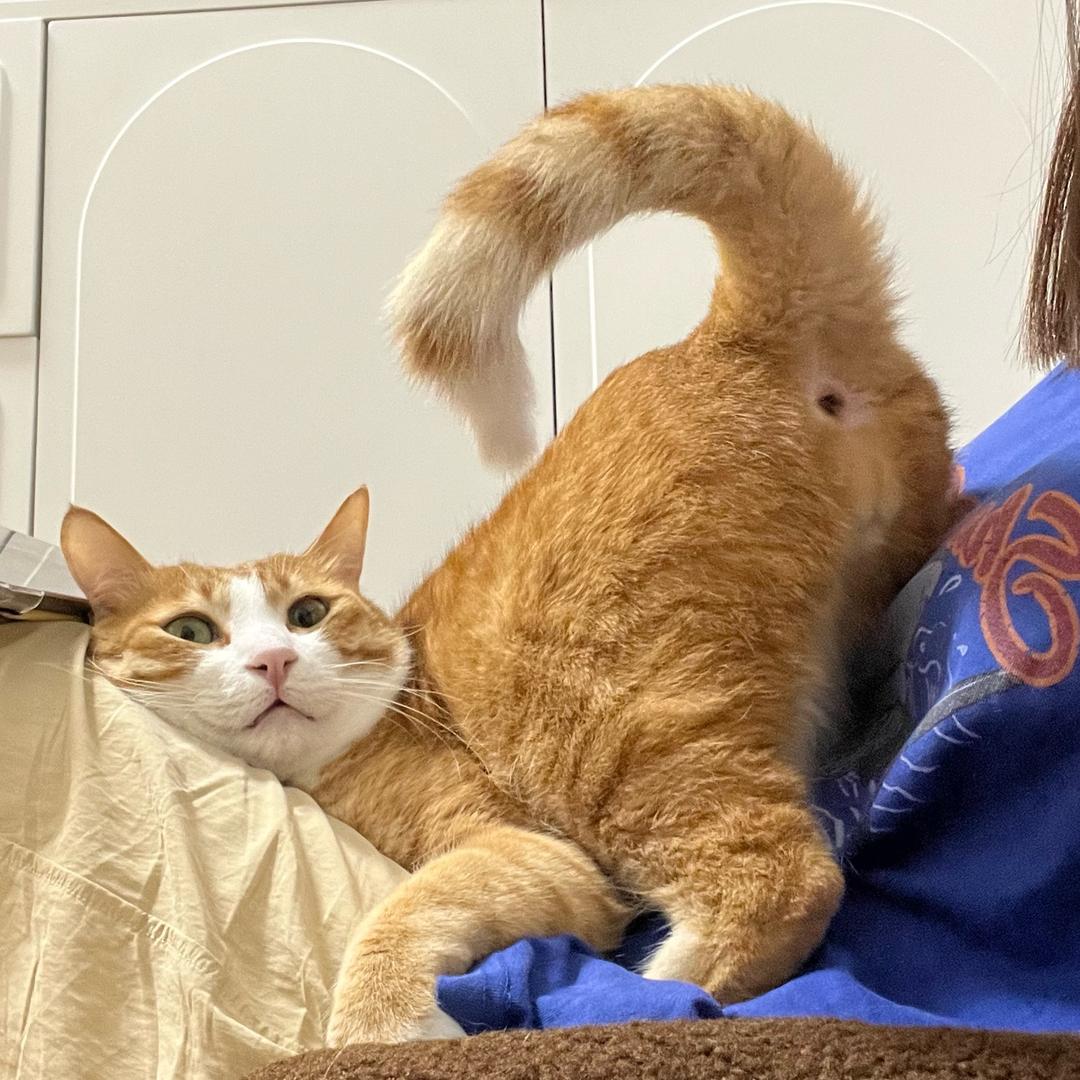 三三有四条猫