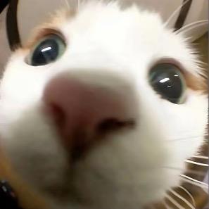 鱼优