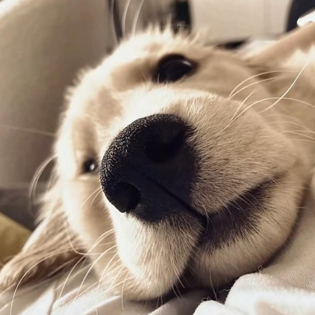 范县宠物订购大全