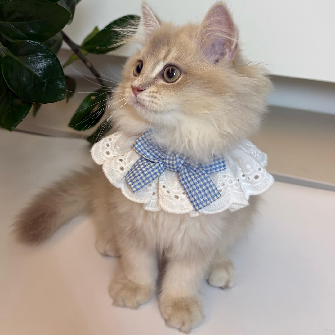 会劈腿的大猪蹄子