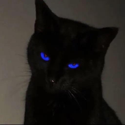 SKELECAT:(