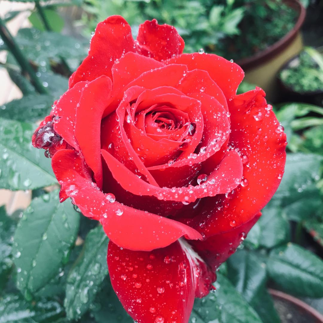 今朝有酒今朝醉，可叹滴酒不沾唇……