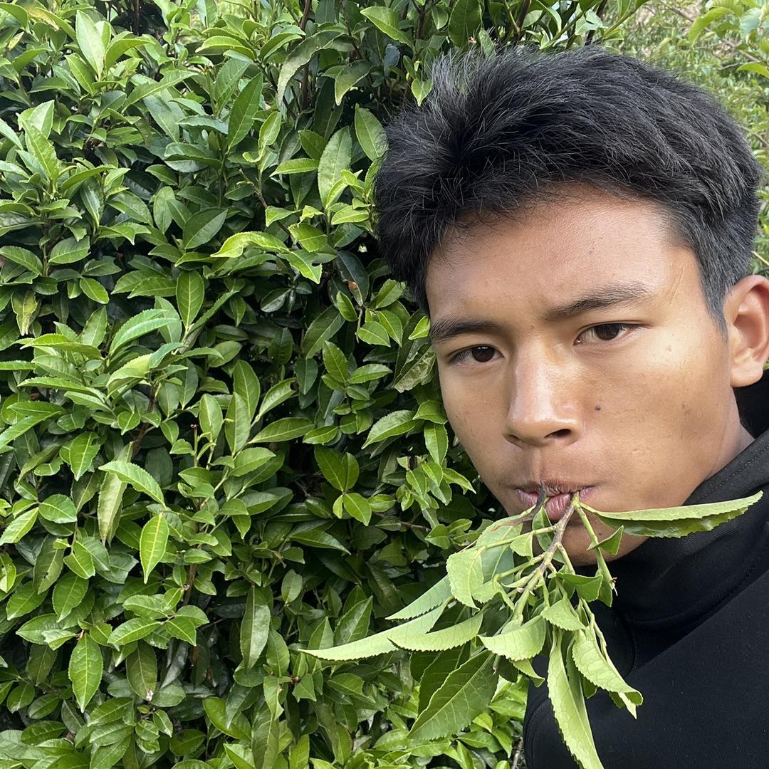 虎的普洱茶