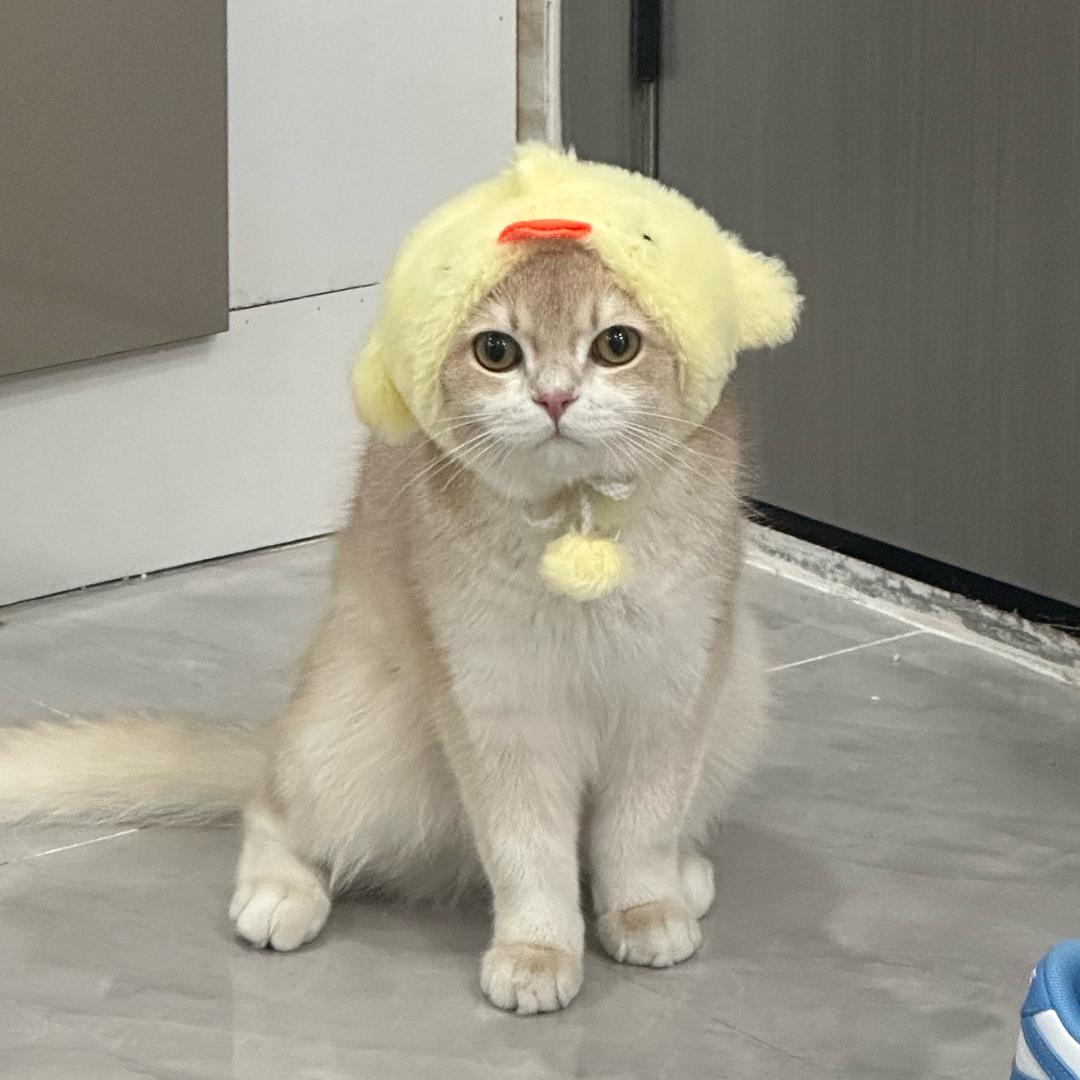 无敌大酱咕