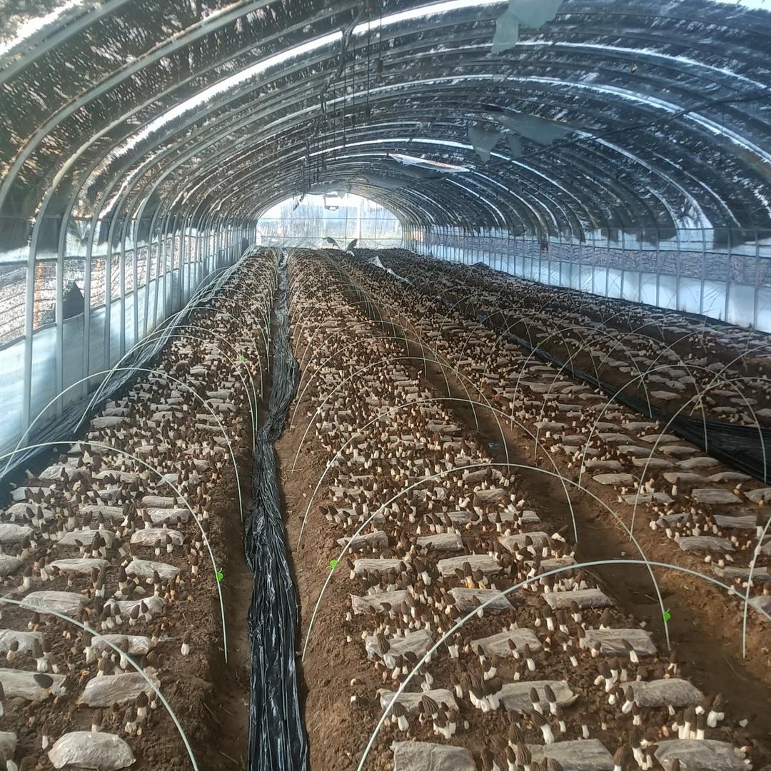 豫藏高原特产优选