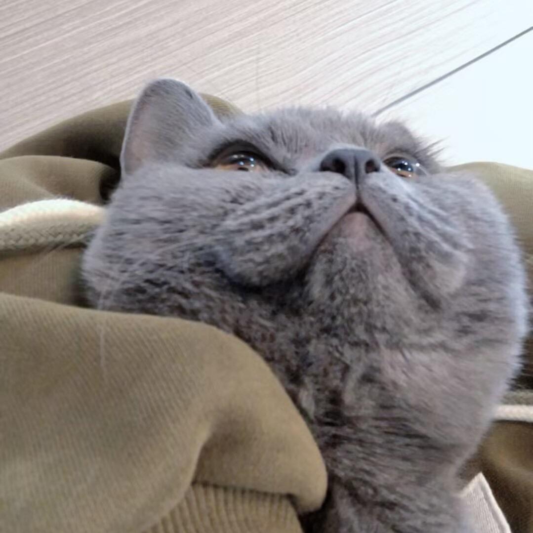 一头老母猪.