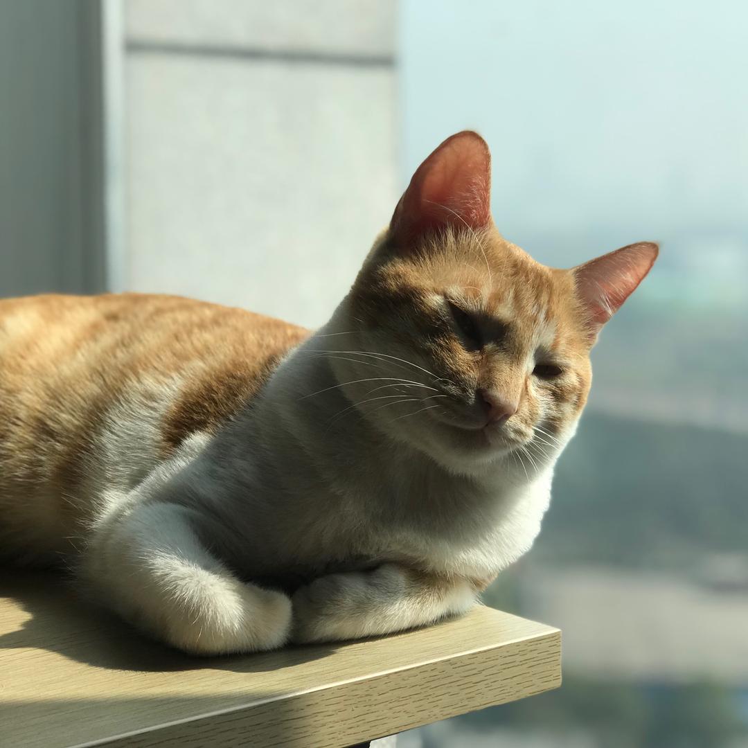 一只猫喵