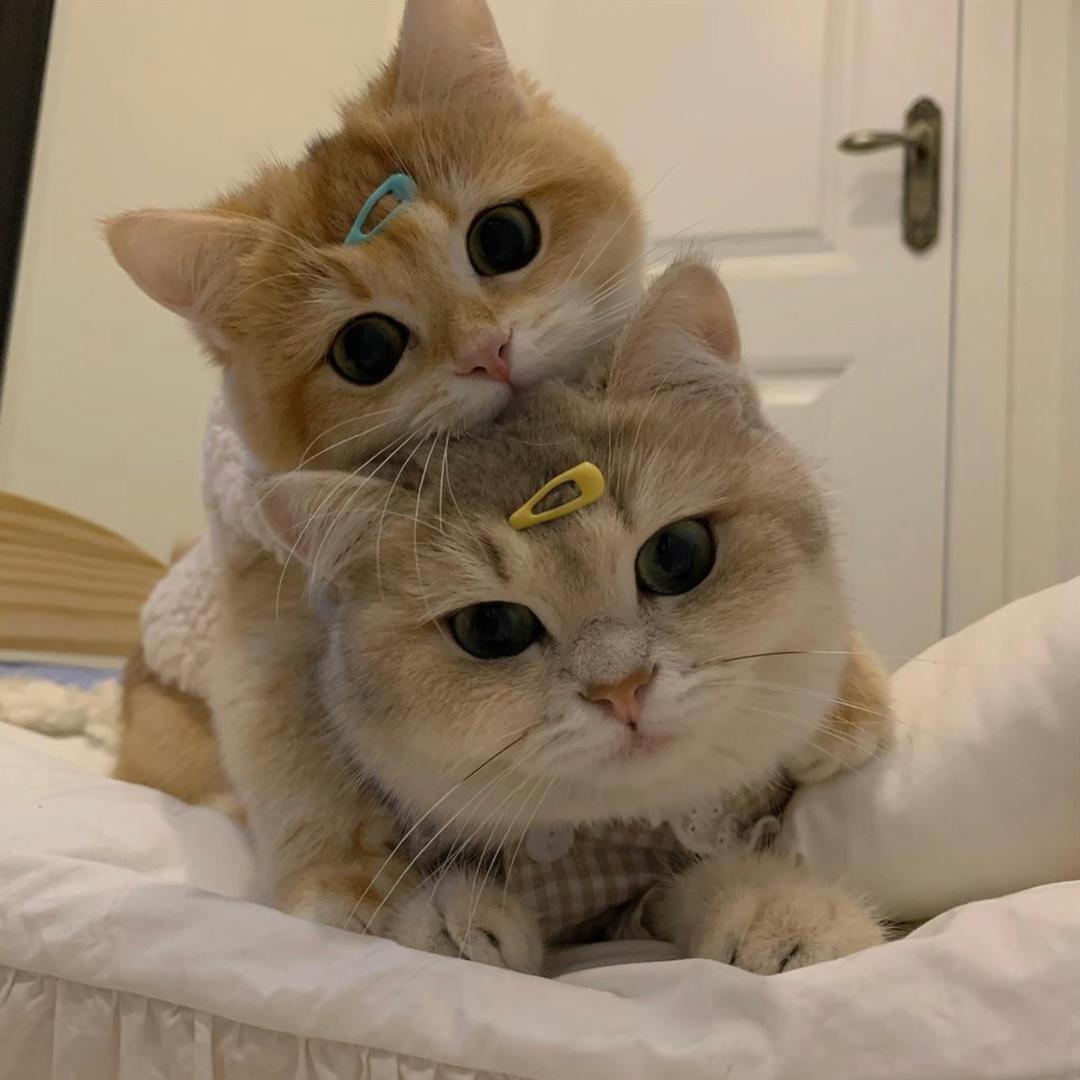 猫猫爱老鼠