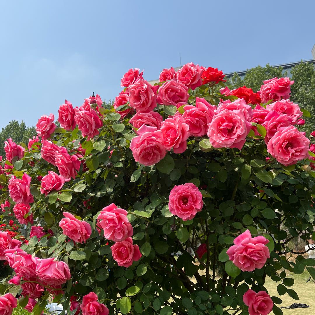 ✨✨博博吖✨✨