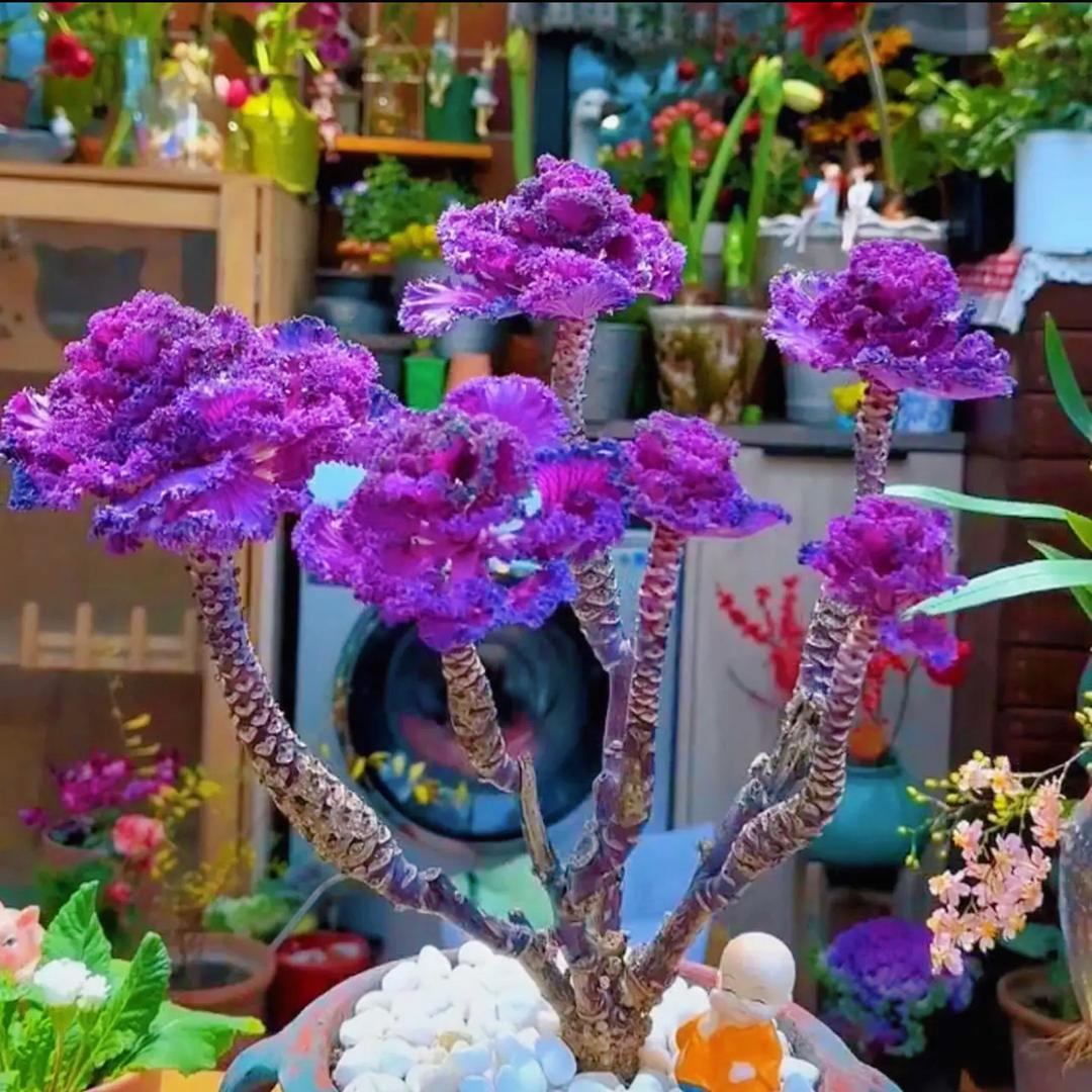 淘花林