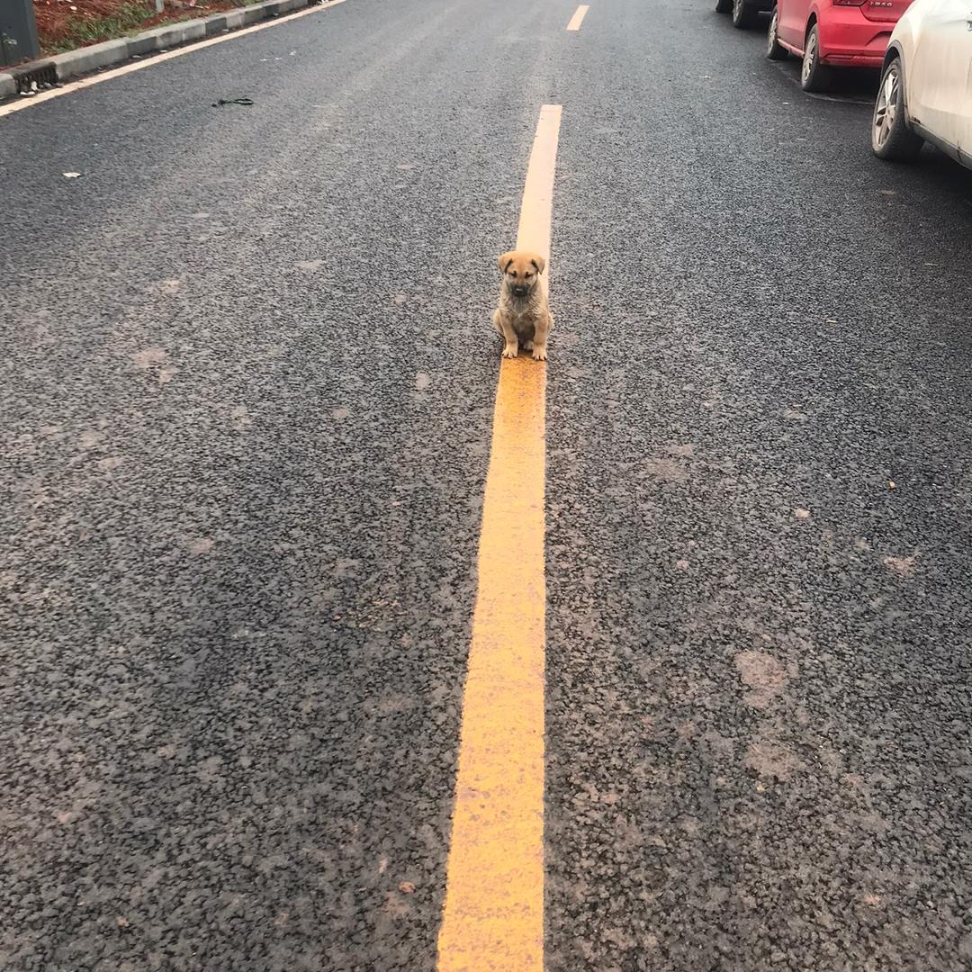 花开花落几春风