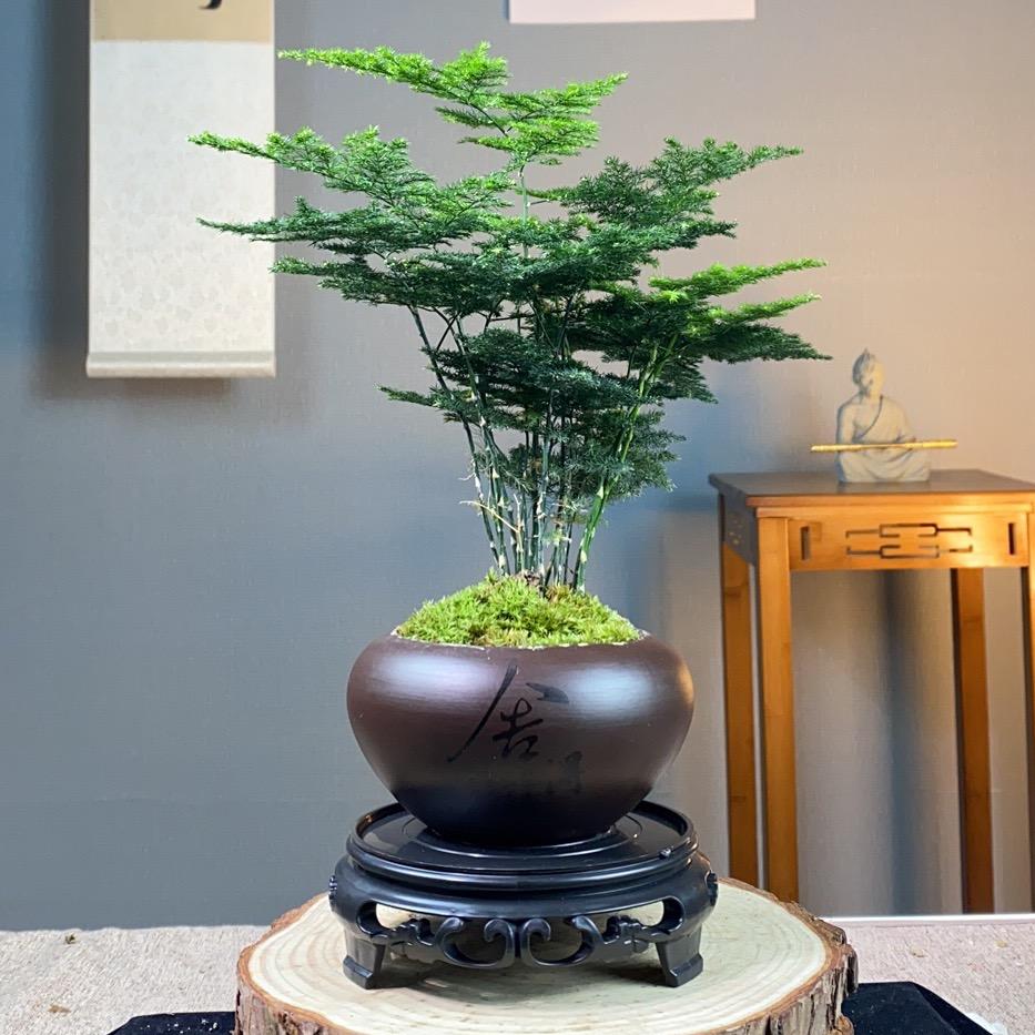 人间草木花卉