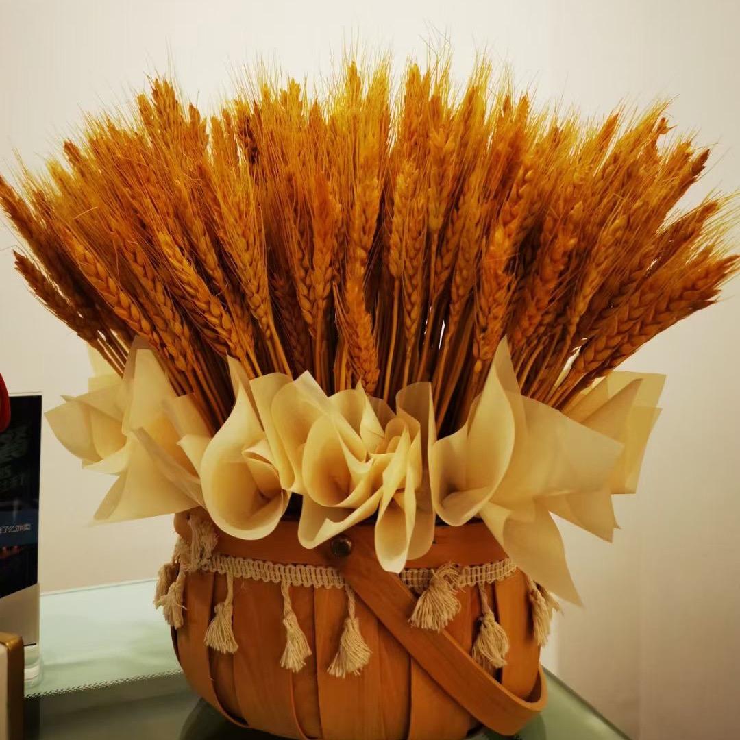 奋斗的麦片儿