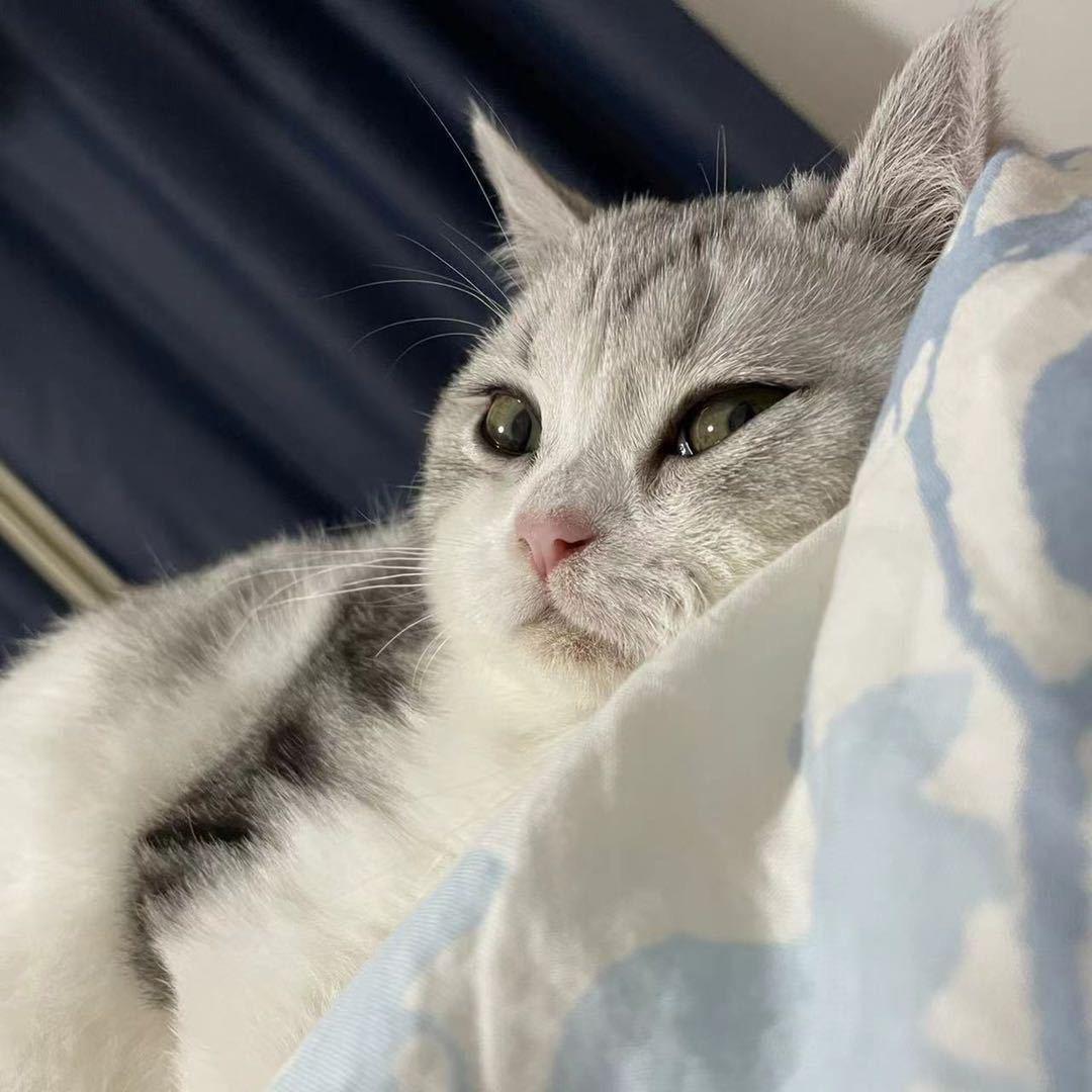 猫创老刘