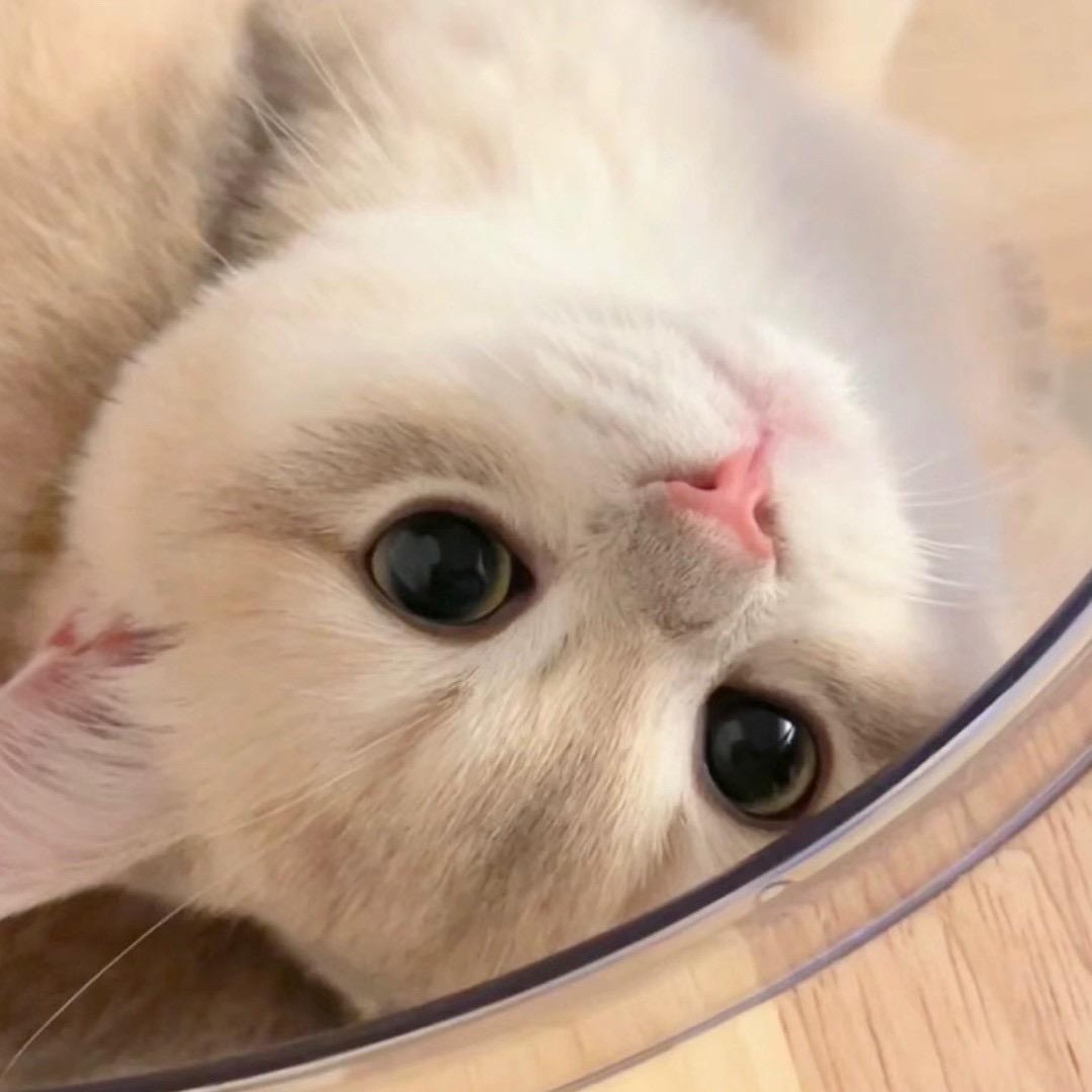 情玖