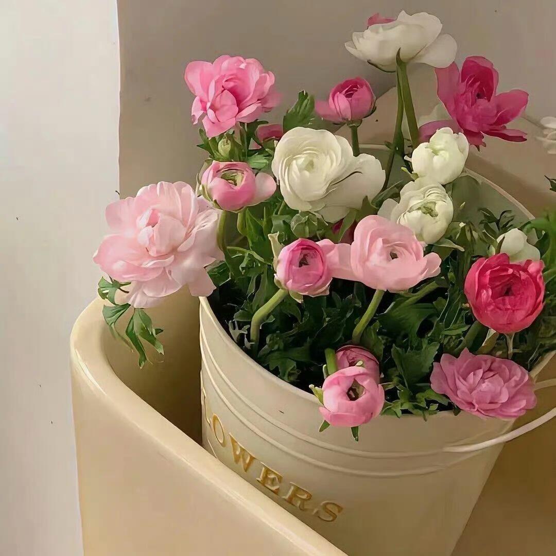 倾听者（人生剧本解读）