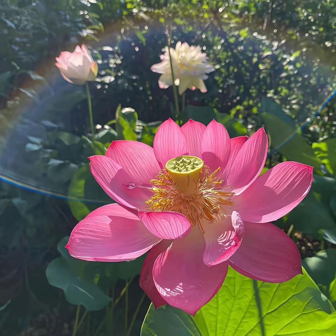 邪恶大母驴