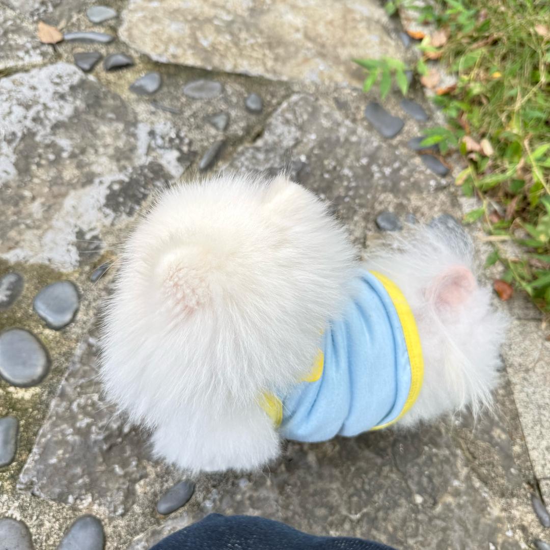 富贵花开
