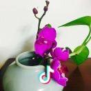 心静如茶
