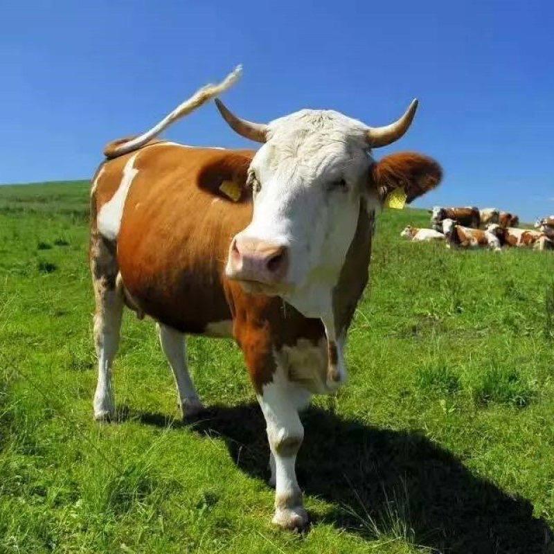 俄罗斯远东 【胜宇牧业】