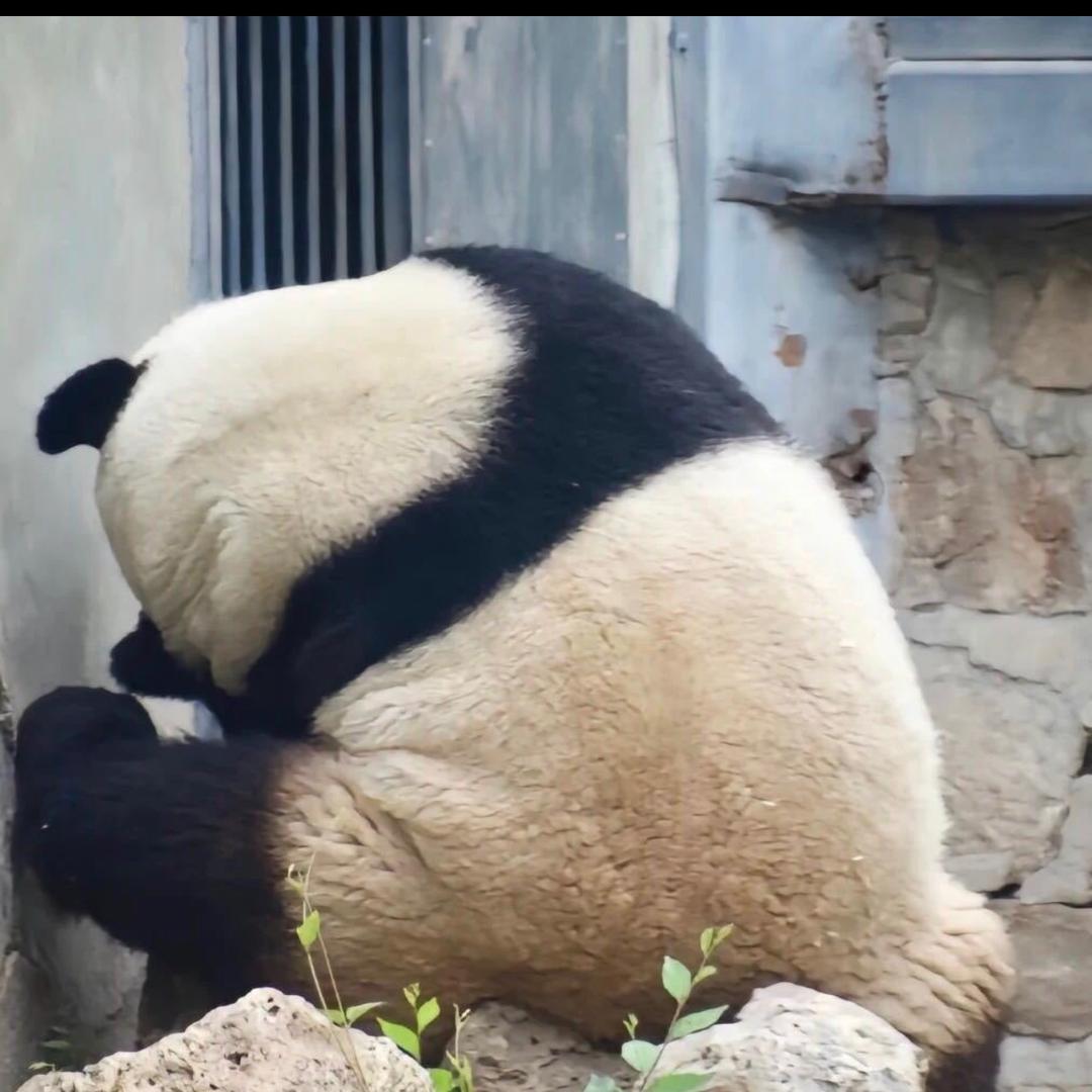 是安妮吖