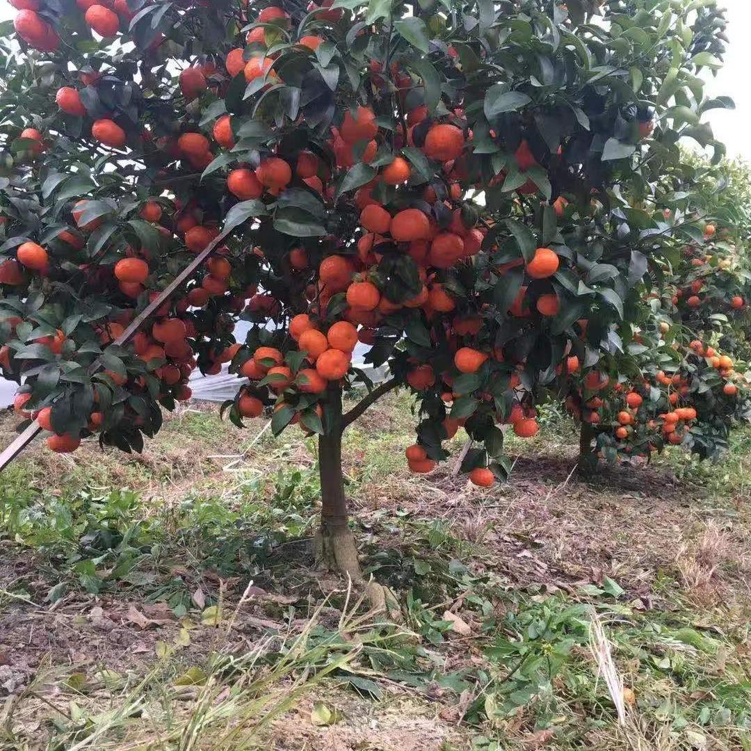 小莫苗木绿化场（1）(不定时开播)
