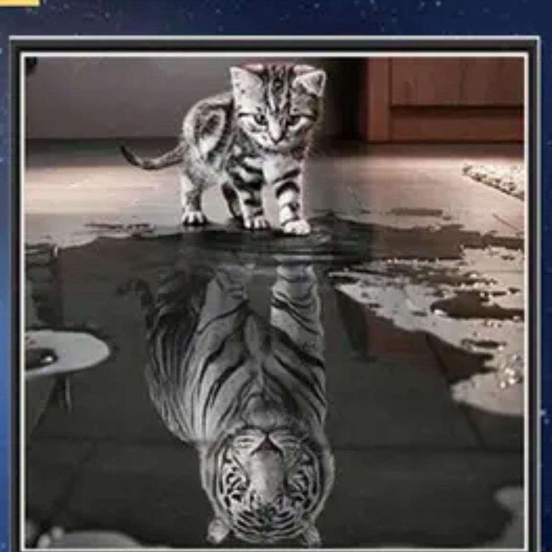 小飞“