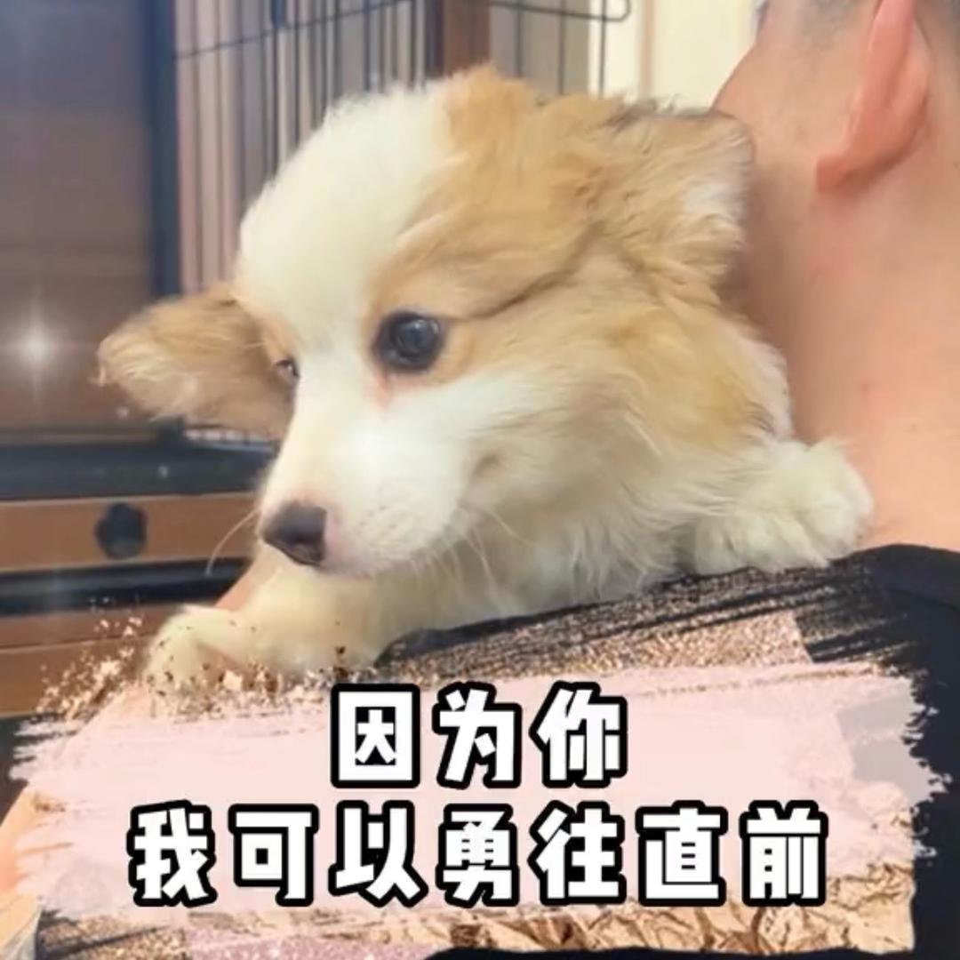 鹏哥的柯基王国