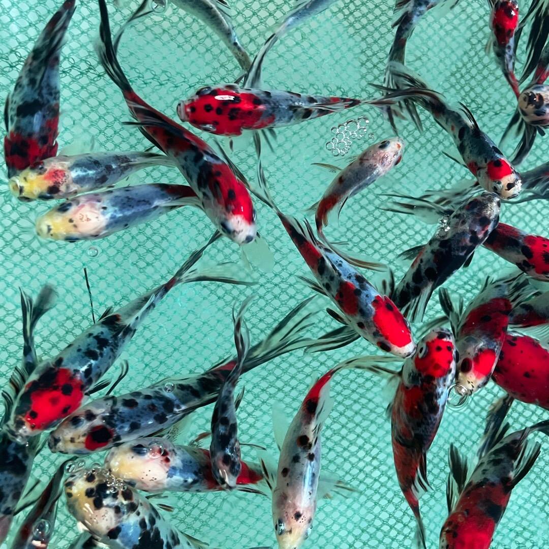 百鸿水产养殖基地