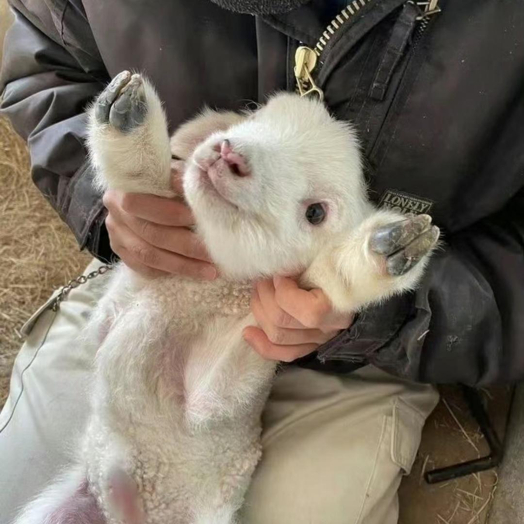 超级小羊