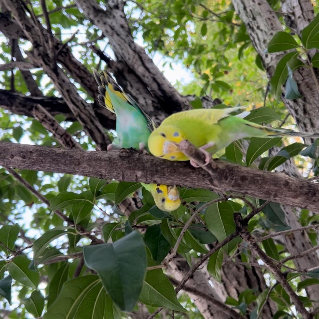 秋千旁的荷叶上有一只知了