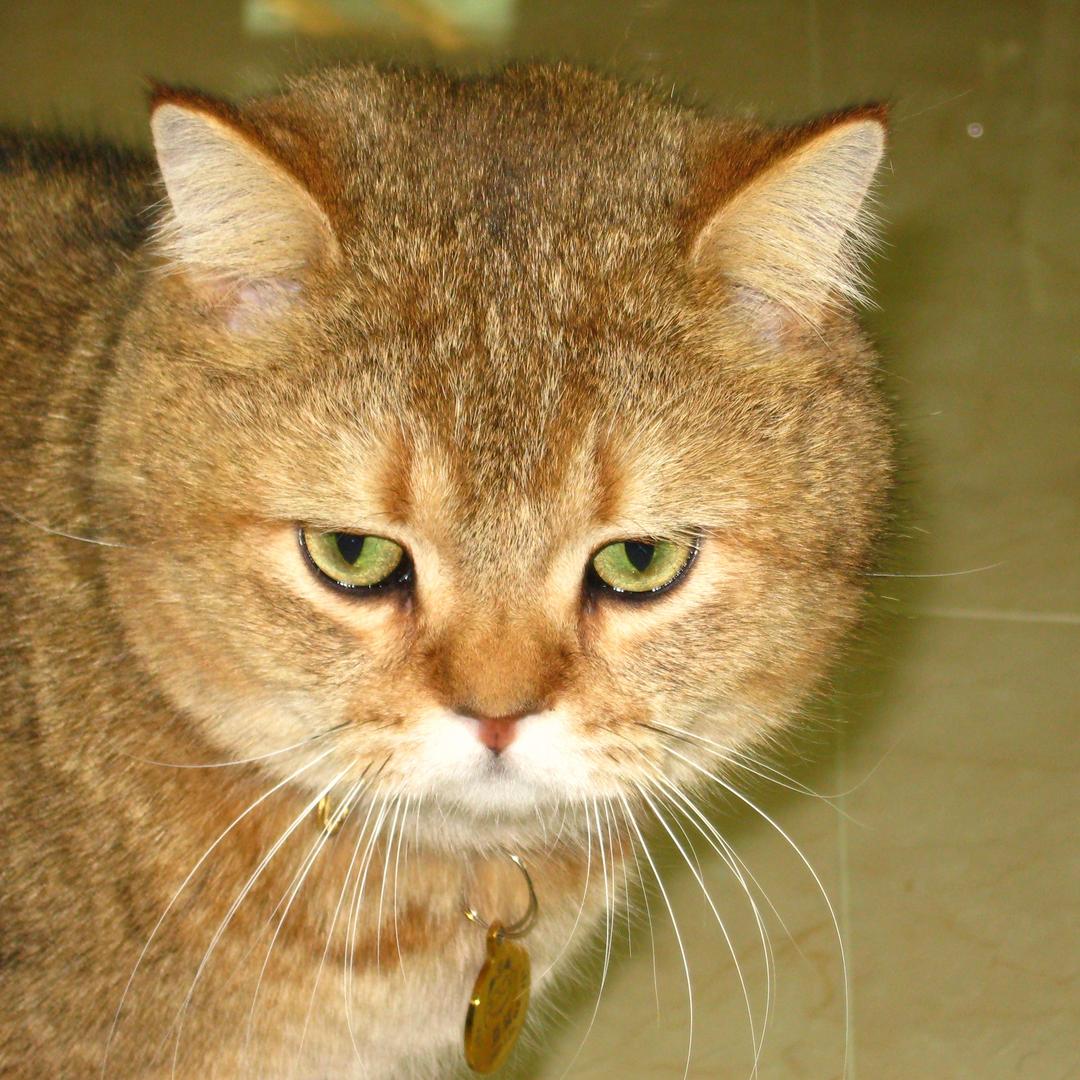 一个叫豆浆的猫