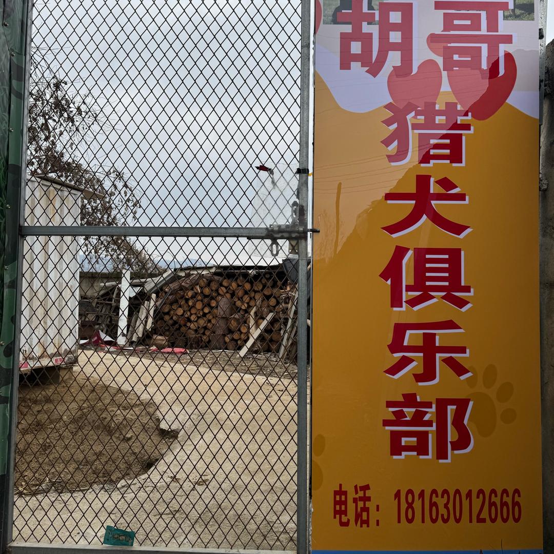 胡哥猎犬俱乐部