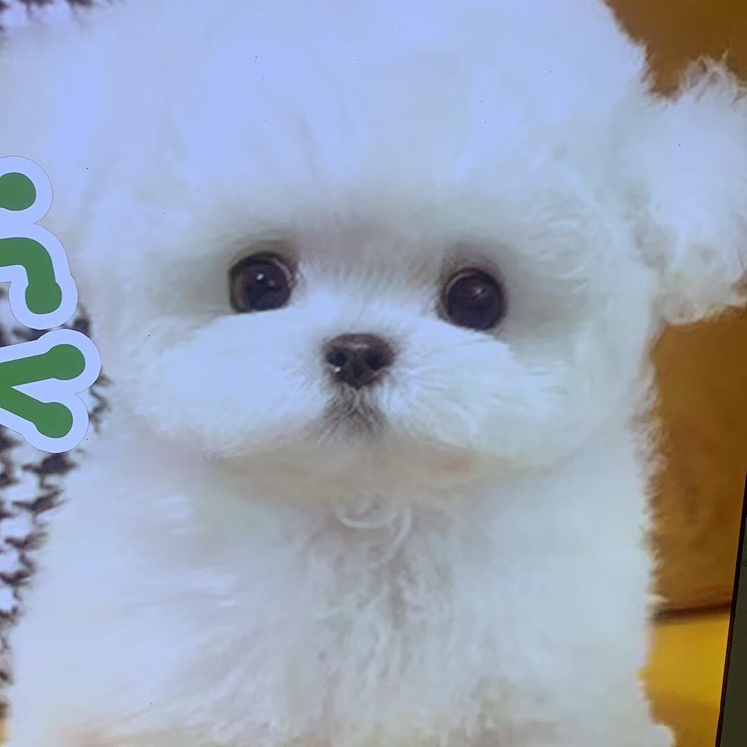 台商汪星人宠物店