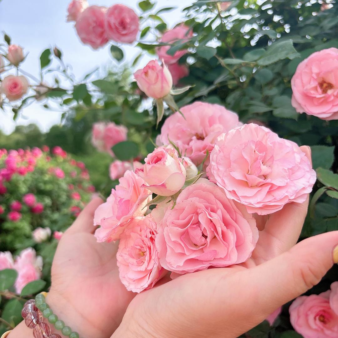 🎀莎莎🎀🍓🍬