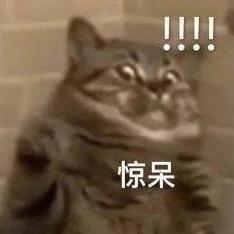 🐯🐠D