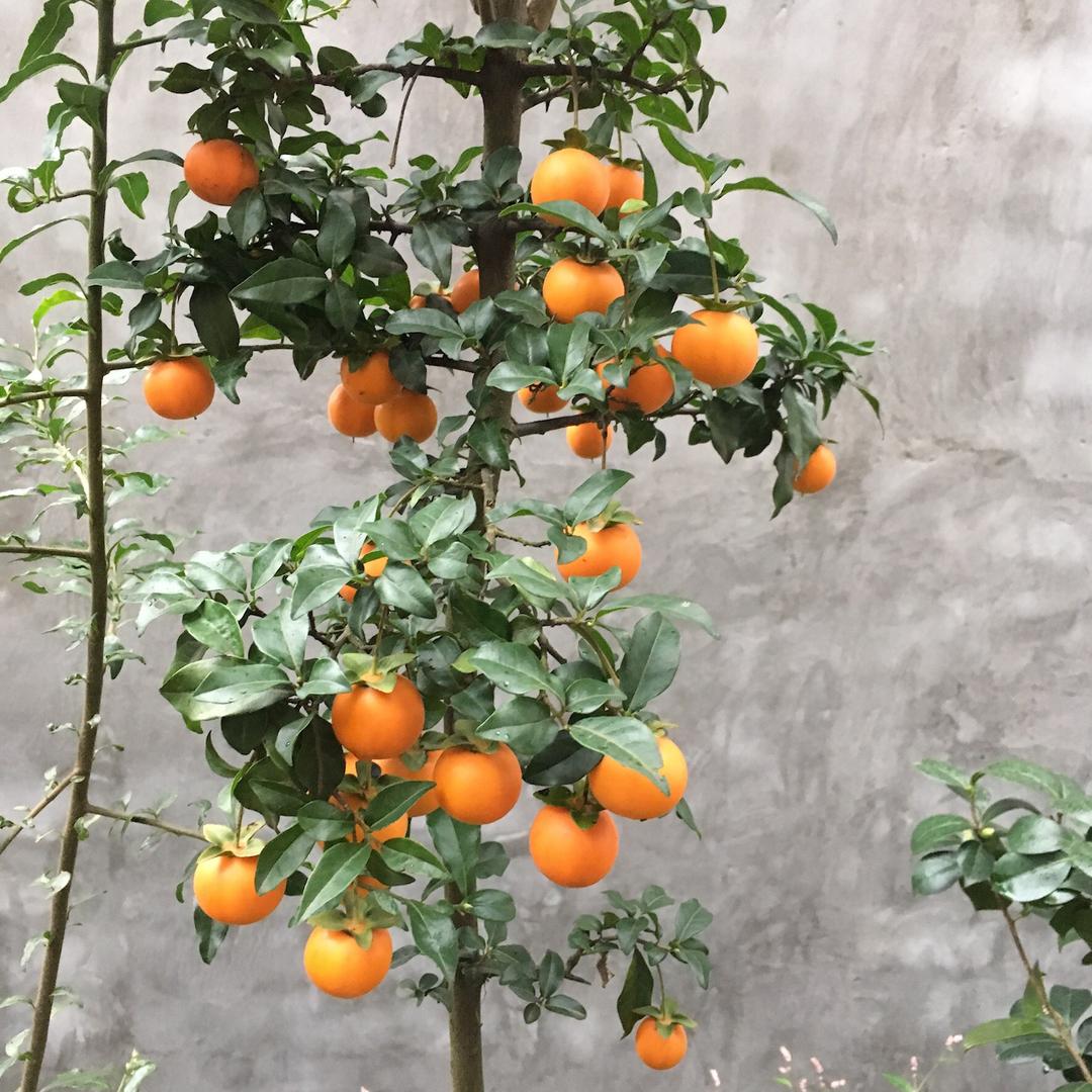 俊玉盆景园