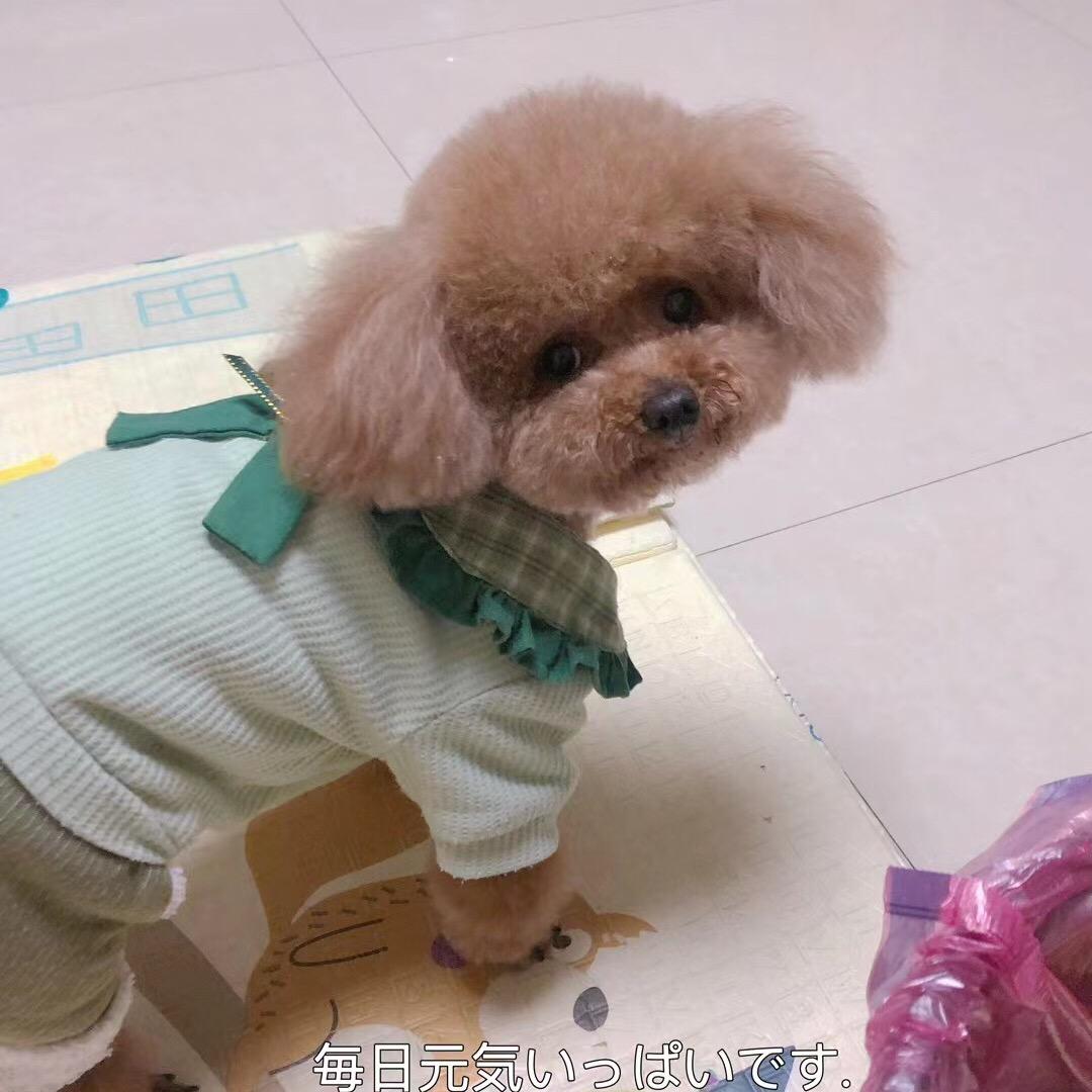 成都雪纳瑞犬舍