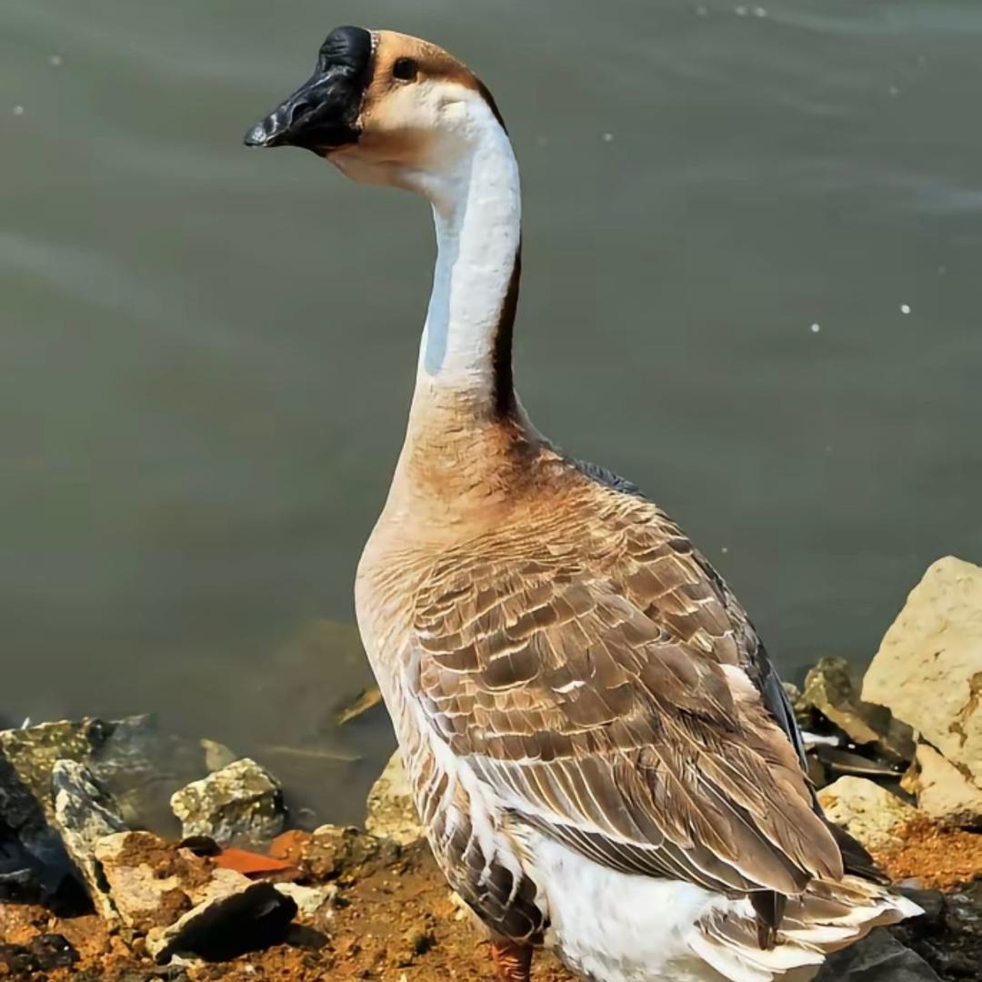 林记潮味卤鹅🦢