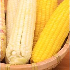 女壮士的玉米屋