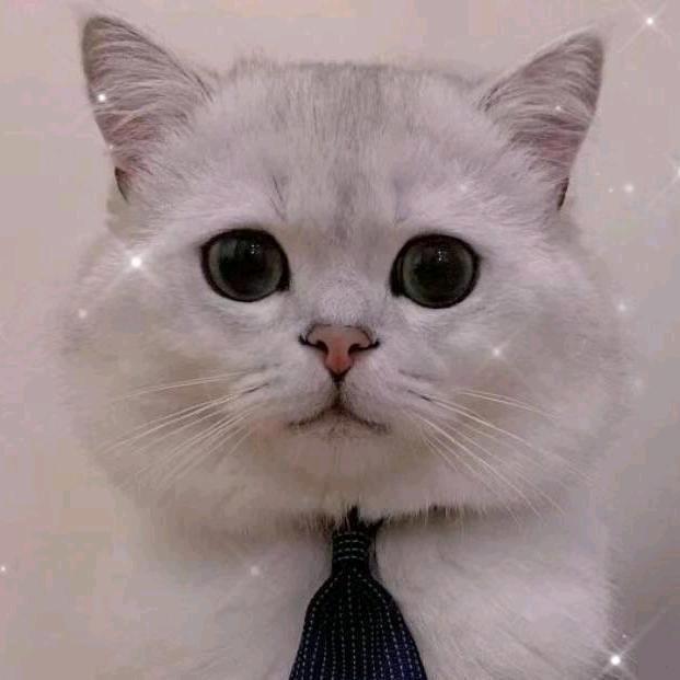 老猫