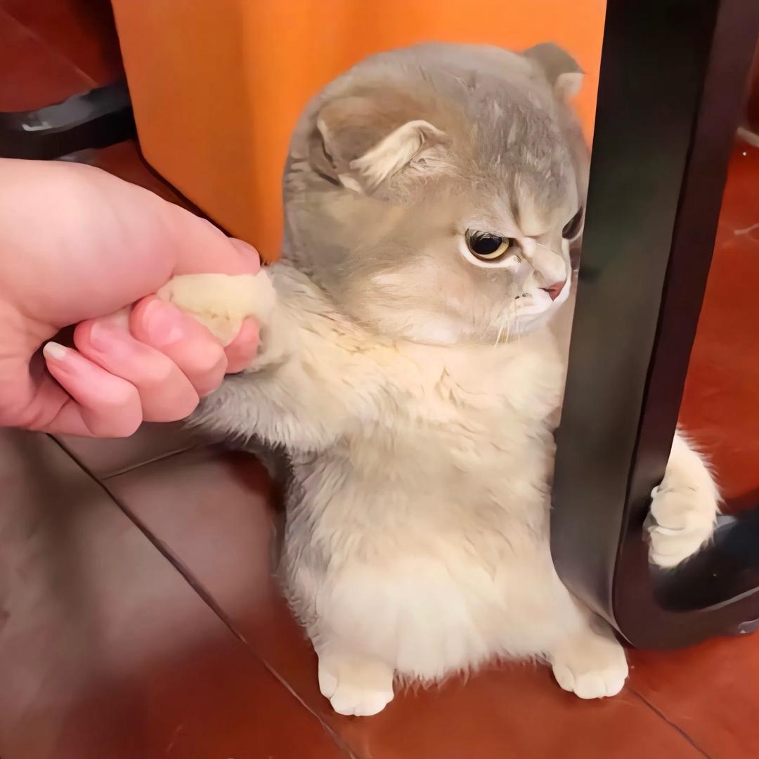 🐰八哥