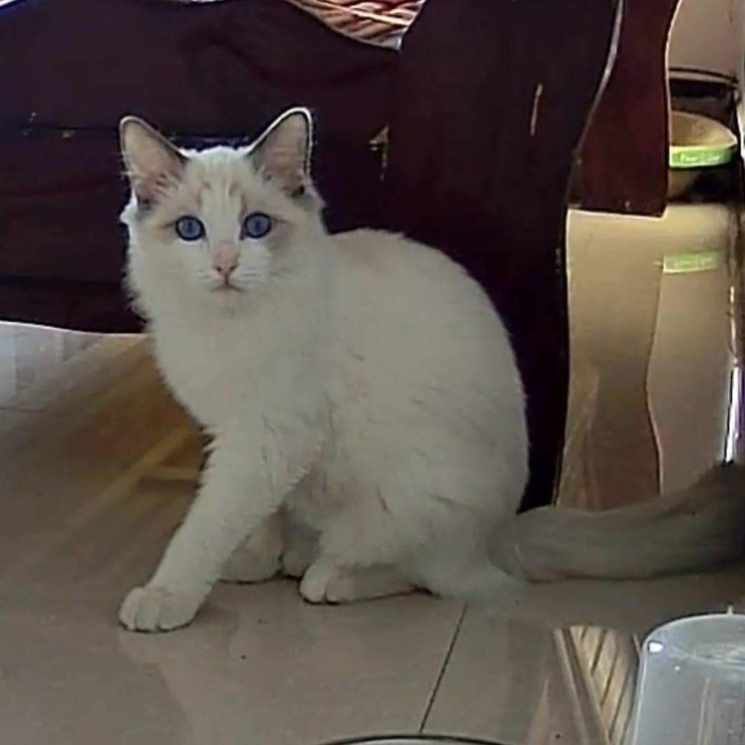 你的牛油果然会说话