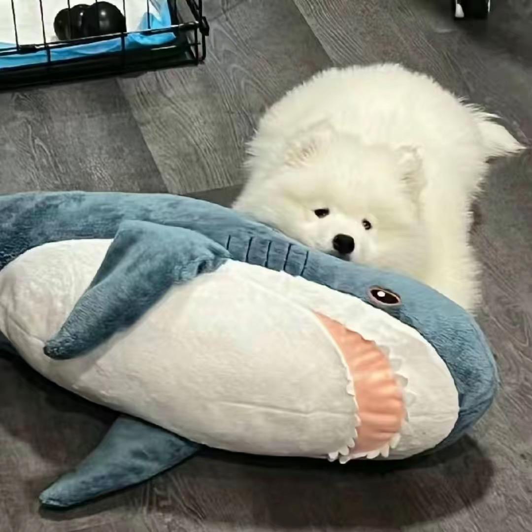 捣蛋小林🦁